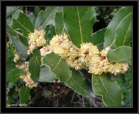 http://www.dempseys.org.uk/creteflora_files/Laurus%20nobilis%20(sweet%20bay).jpg