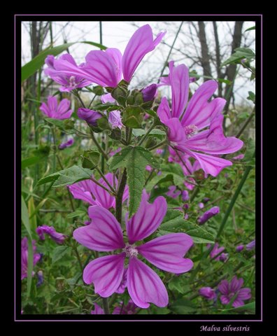 Malva%20silvestris%20(mallow).jpg